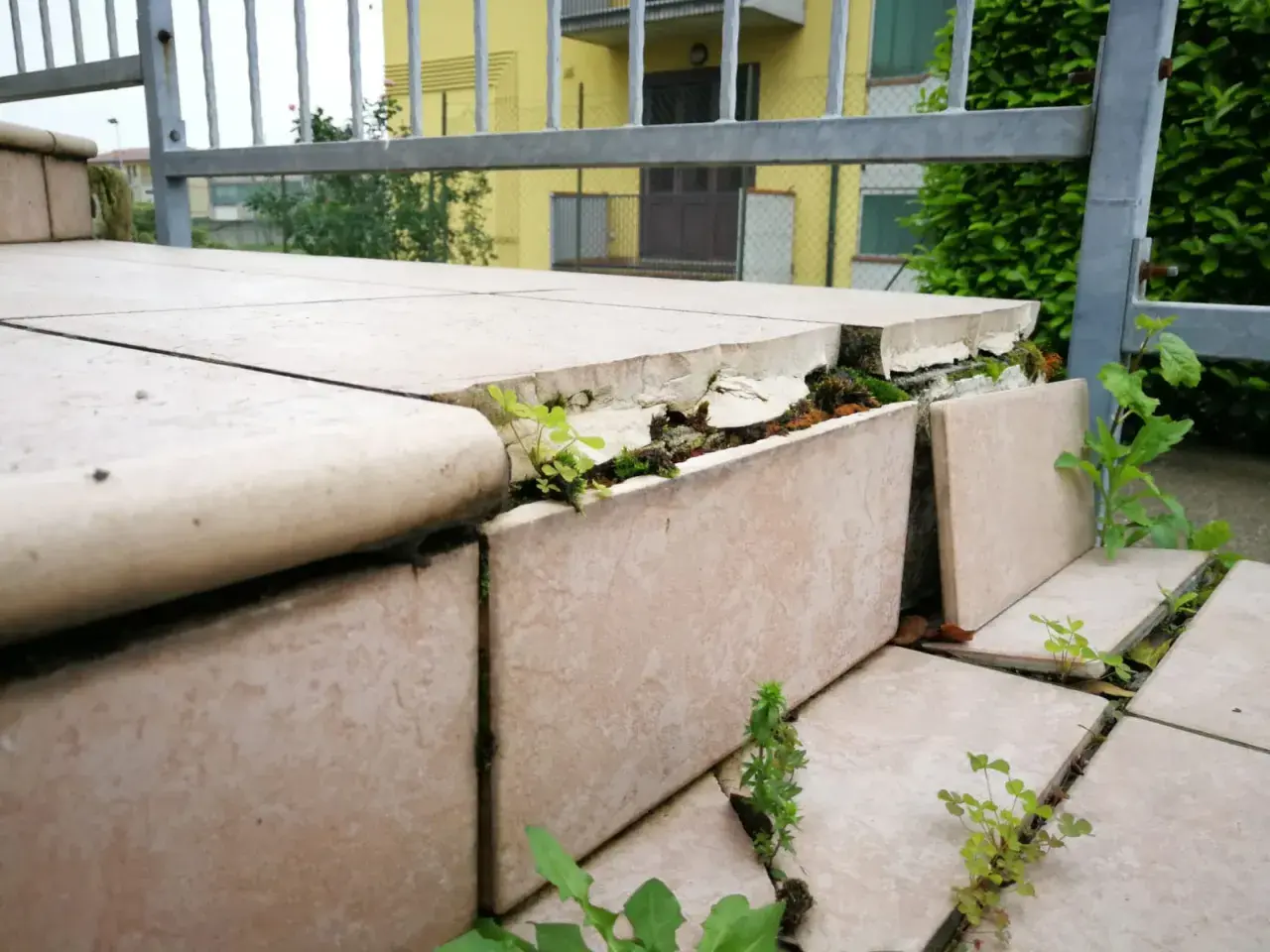 Piante spuntano tra le fessure di un pavimento sollevato, segno del tempo e della natura che si riprende i suoi spazi.